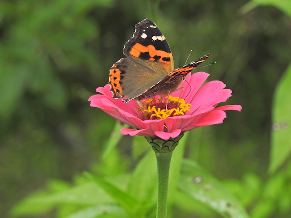 Indian Red Admiral on Zinnia