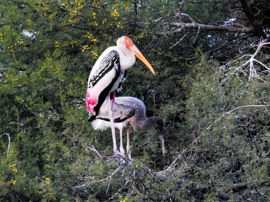 Painted Stork with Immature