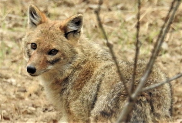Jackal that frequented the playing field before habitat was destroyed