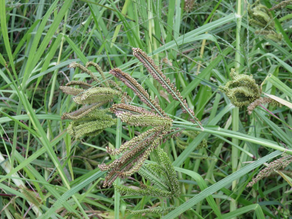 millets in field photo courtesy Dr Suman Sahai