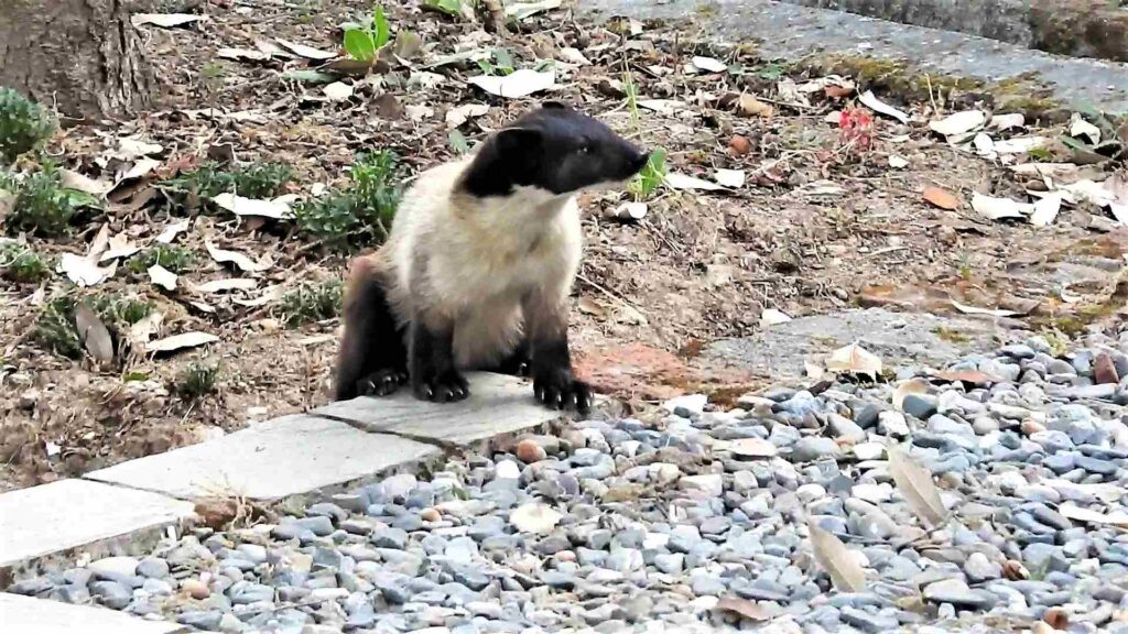 yellow-throated marten
