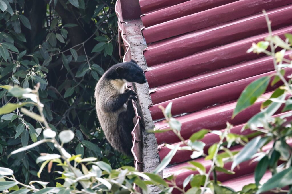 Yellow Throated Marten
