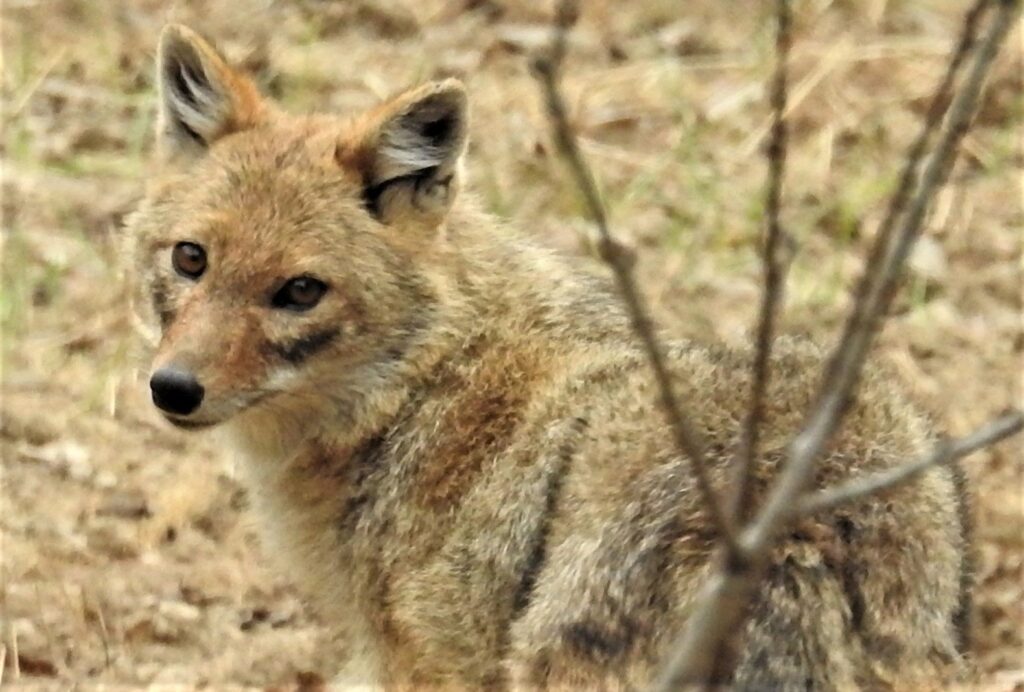 beautiful female golden jackal