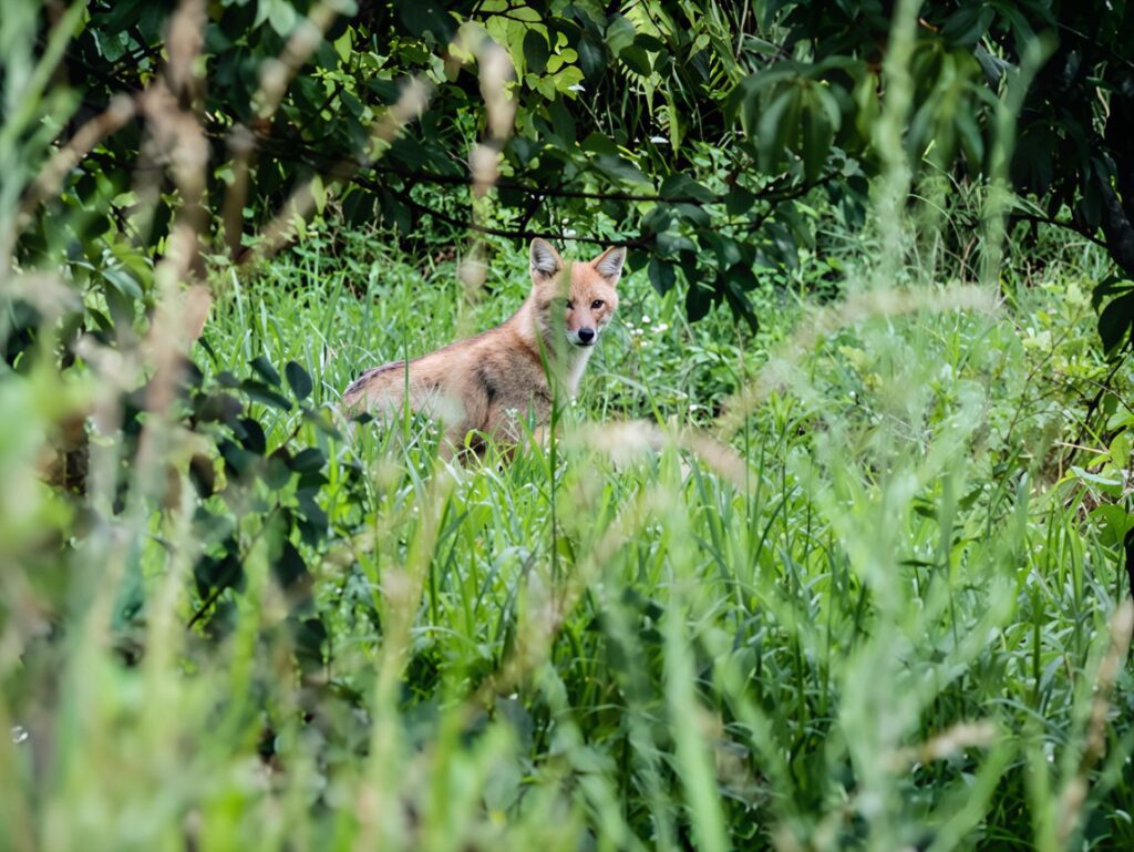 golden jackal pup