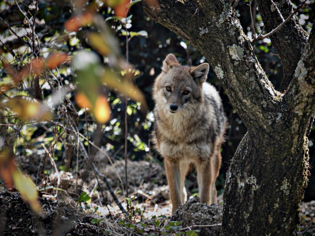 handsome male golden jackal