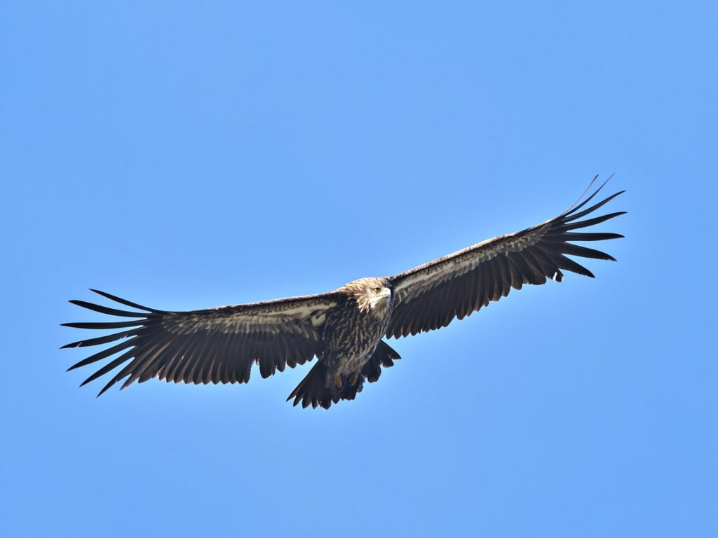Himalayan Griffon Vulture in flight